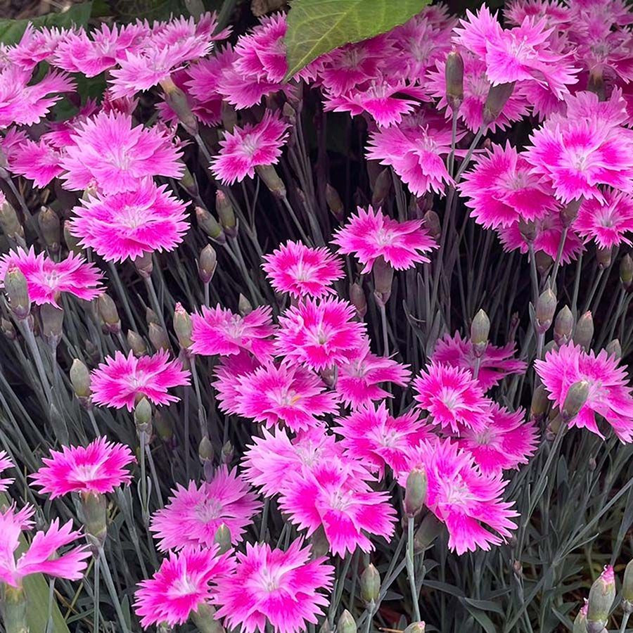 A ground cover or alpine type, Dianthus Watermelon Ice is an herbaceous perennial offering 3 seasons of interest. Continually flowering from spring to first frost in fall, the plant sets masses of quarter-dollar-sized single to semidouble blooms. The frilly flowers are multitoned in crisp shades of cool pink with white fringe.
