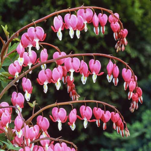 The bleeding heart is an erect, spring to early summer-blooming, herbaceous perennial that reaches a height and width of 2 to 3 feet. It grows in loose clumps or mounds and has delicate arching branches that are tipped with pink to white heart-shaped flowers.
