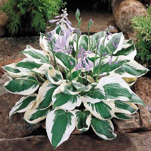 The foliage is dark green with a broad, wavy margin of pure white, creating an especially strong and highly visible contrast. It quite literally brings light to shade. These perennials grow vigorously to 15–20″ tall and nearly twice as wide, and throw lavender flowers on 26–30″ scapes in August.