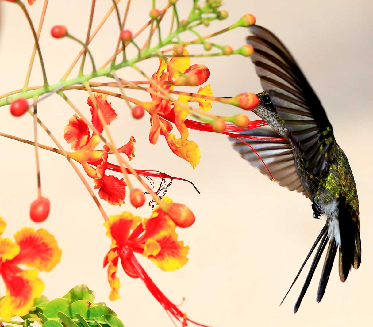 Hummingbirds (family Trochilidae) are amazingly adapted pollinators, and they play an important role in pollination. They have long, slender bills and tube-like tongues that they use to drink nectar from brightly-colored flowers