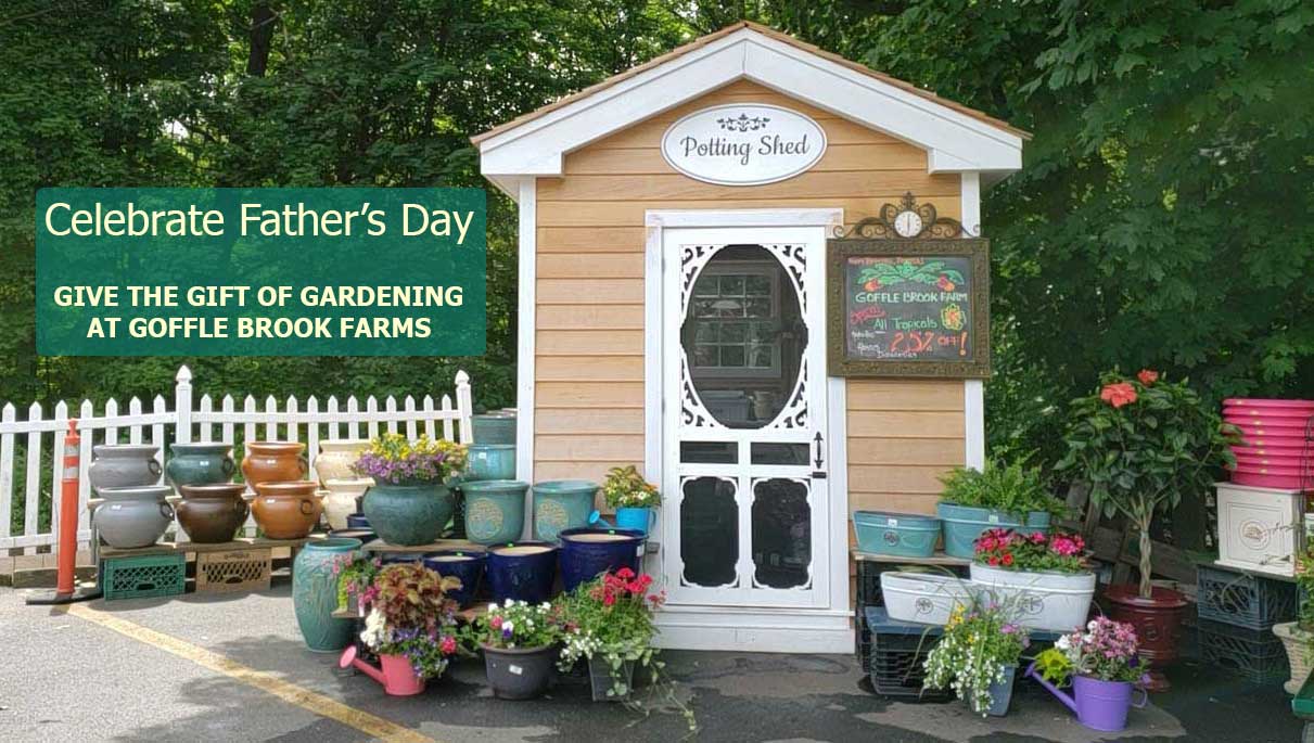 Give the Gift of Gardening this Fathers Day