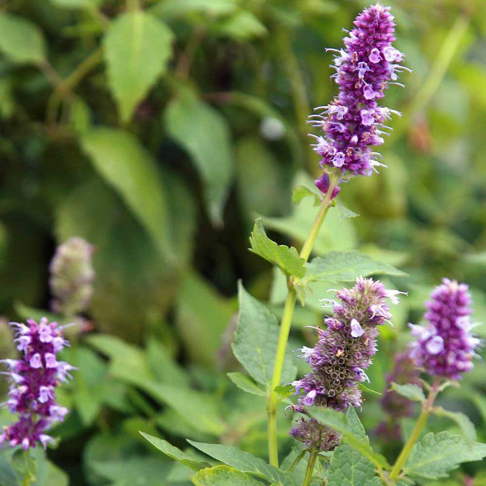 Anise Hyssop Oodles of soft lavender-blue flowers are held over large deep-green, minty licorice-scented foliage.