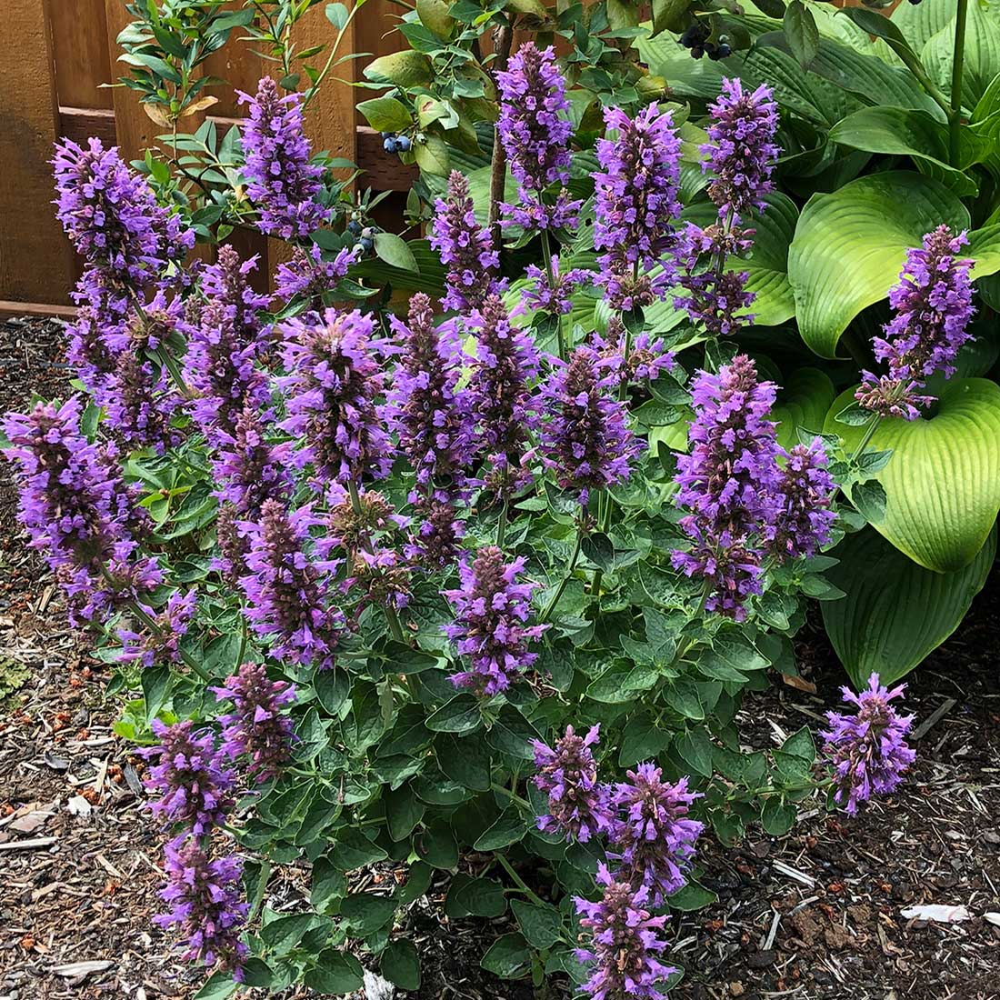 Agastache Poquito Lavender (Dwarf Hummingbird Mint) is prized for its compact bushy growth, long season of bloom, large flowers, and tolerance to heat and drought. 
