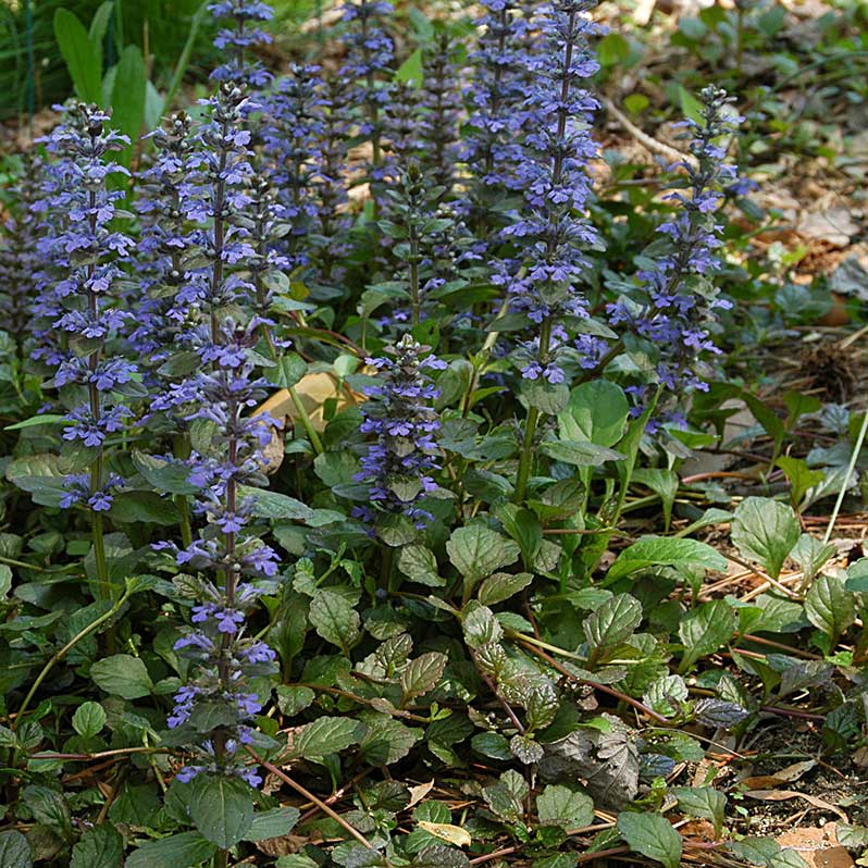 Bugleweed is a broadleaf, evergreen to semi-evergreen, herbaceous perennial ground cover in the Lamiaceae (mint) family.