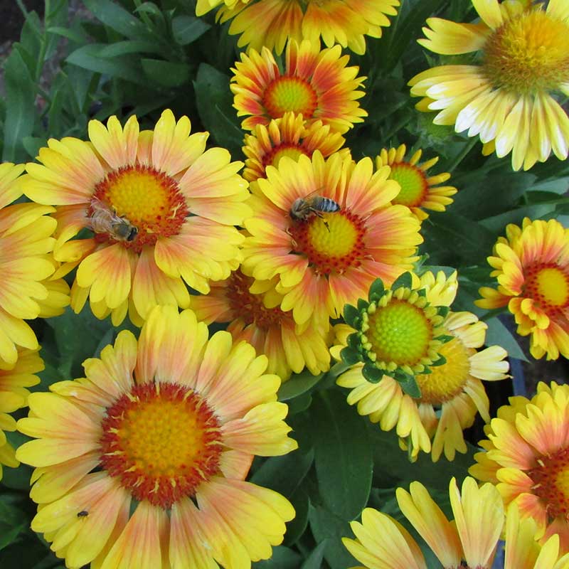 Arizona 'Apricot is a uniquely colored Blanket Flower with apricot-orange colored petals. 