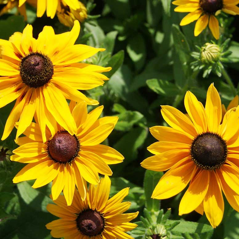 A dependable favorite for any garden or meadow, Rudbeckia Marmalade blooms in the spring through early fall and thrives in almost any sunny spot. This variety grows to be about 16” tall, making it perfect for the border of your garden or meadow.