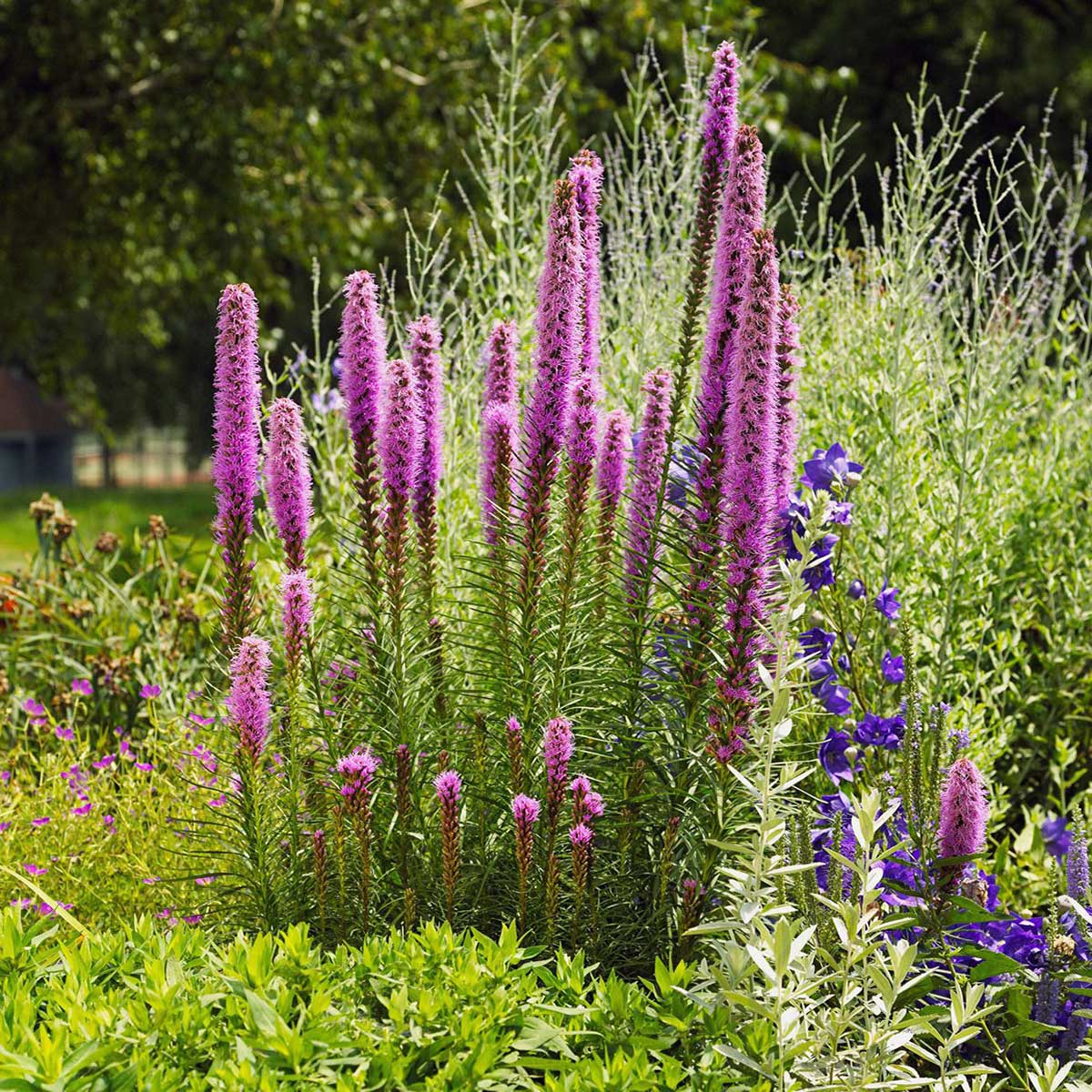 Liatris spicata, or Dense Blazing Star, produces purple flower stalks that emerge from delicate tufts of grass-like basal foliage, with leaves becoming sparse as they move up the rigid stems.