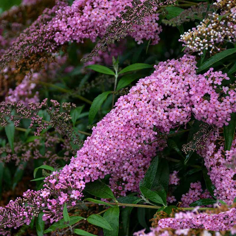 Butterflies and hummingbirds will ride the waves of 8-10” soft lilac pink flower panicles. The large honey-scented flowers cascade over the mint green arching foliage.