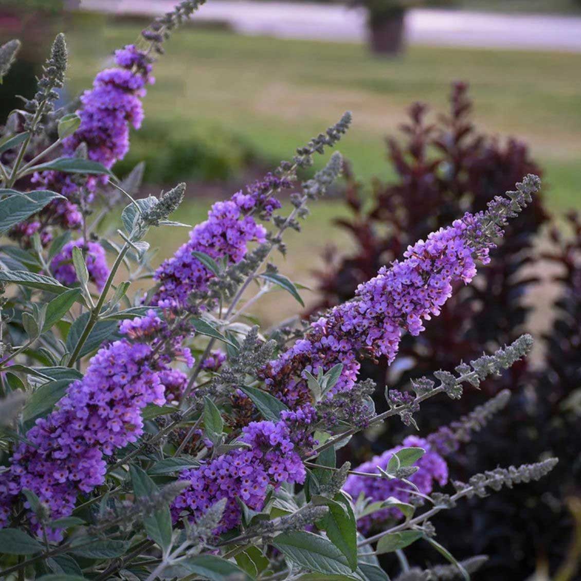 This sweet Buddleia will charm you with its extremely long, 12” light lavender purple flower panicles and a rounded, compact habit. 