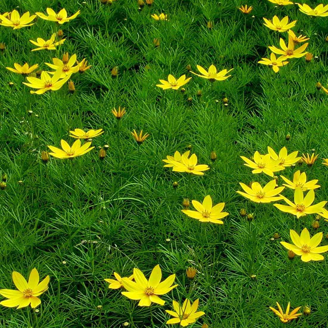 Thread Leaf Coreopsis is a native perennial in the daisy family that grows in dense bushy clumps. It may grow 2-3 feet tall with a similar spread.