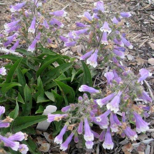Mounded, evergreen perennial with leathery, dark green leaves and upright stems. Profuse lavender/white tubular flowers bloom on stems late spring to early summer.
