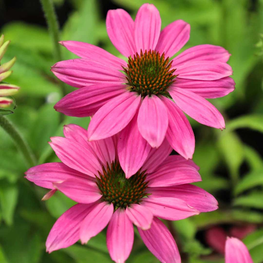 a new improved variety of Purple Coneflower bred for its darker red-purple flowers and compact floriferous growth habit. This is an outstanding long blooming variety.