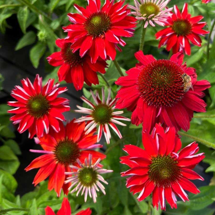 Salsa Red produces softly fragrant, spicy orange-red blossoms with an orange-brown cone. The petals overlap, giving the flowers a fuller, more polished look. They are freely produced from early through late summer.