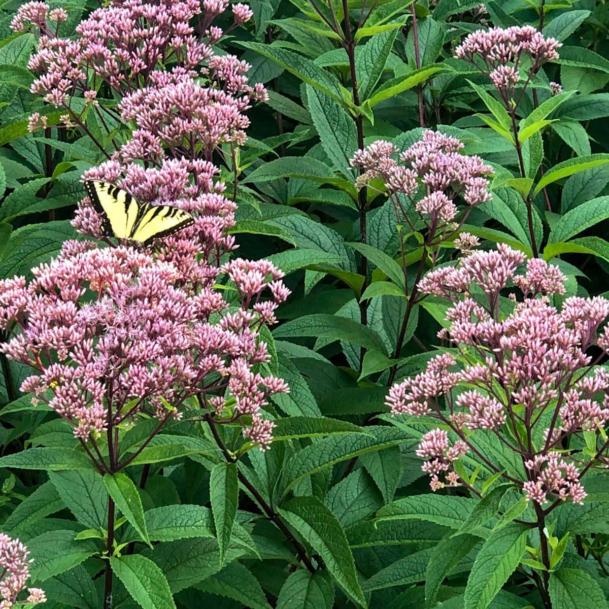 This robust wildflower has multiples of sturdy stems with whorls of attractive foliage. In mid-summer, plants are topped with a frothy crown of rounded rosy pink flower clusters. The vanilla scented blooms are frequented by butterflies.
