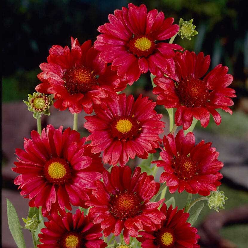 Gaillardia x grandiflora ‘Mesa Red’ features showy, intense red, daisy-like flowers displayed above dense, rounded foliage mounds. Holds color well for a long period of bloom.