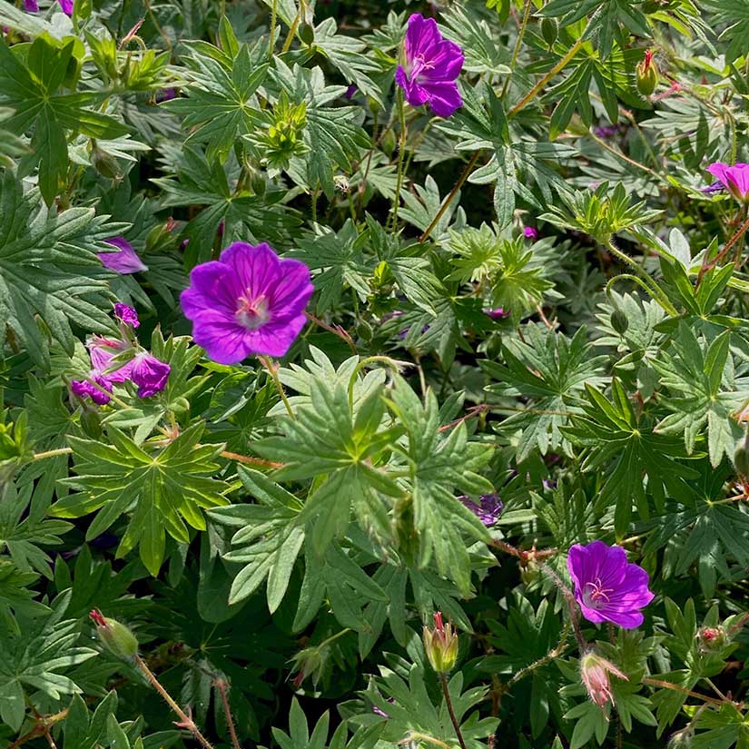 Geranium sanguineum is a beautiful dark green groundcover with ferny foliage, needs absolutely no care, and it just keeps blooming. The foliage turns a vibrant red in the fall, extending it's season of beauty even longer.