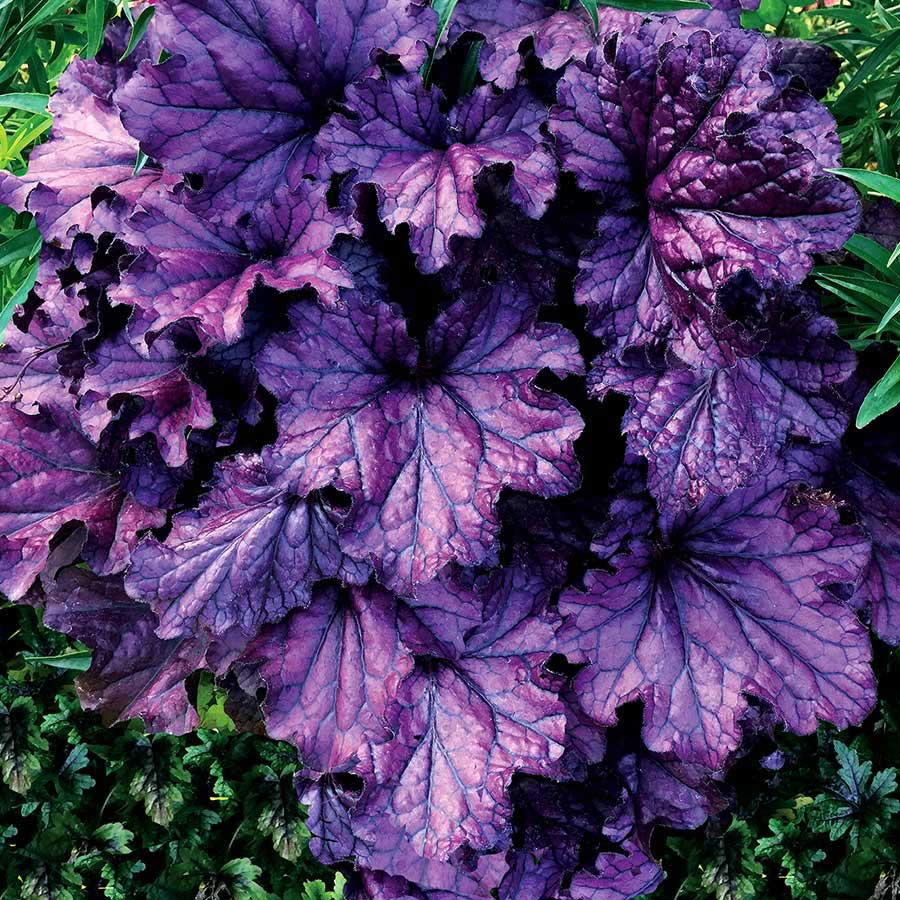 The purples permeate the fluted-edged, silver-veiled foliage. Throughout the day, the sunlight alters foliage colors creating varying shades of purple. Purple-pink flower spikes rise just above the foliage. 