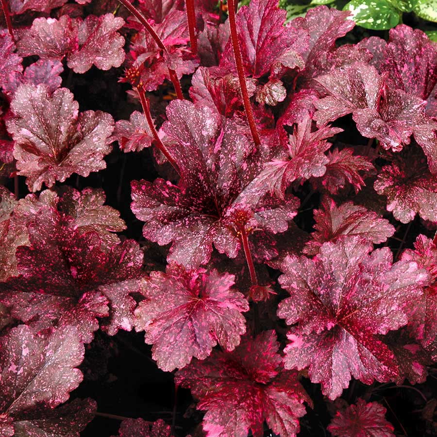 Midnight Rose' Coral Bells is characterized by its contrast, color and vigor. The rich, plum-black foliage of this lovely Heuchera is spotted with deep pink tones that fade to ivory cream as the season progresses. Tiny salmon-colored flowers are held above the foliage