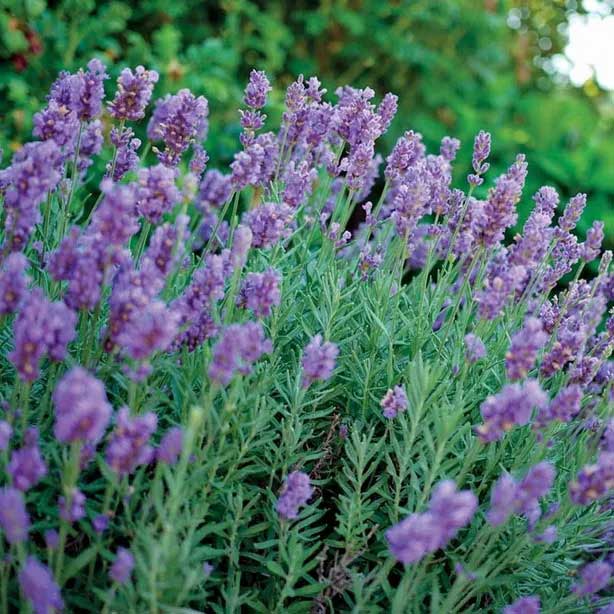 This extremely fragrant Lavender is dense, compact and very floriferous. Spikes blanket the mound on strong evenly-branching stems perfect for bouquets or drying.