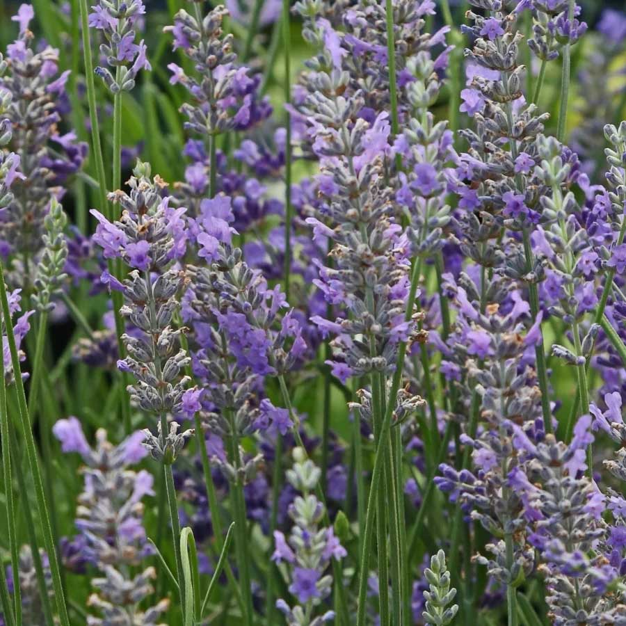 One of the tallest and most fragrant varieties, 'Provence' grows to be 30-36” tall and is an excellent choice for creating an aromatic hedge. With exceptionally long, mauve-purple spikes of flowers that are complemented by its silver-green foliage