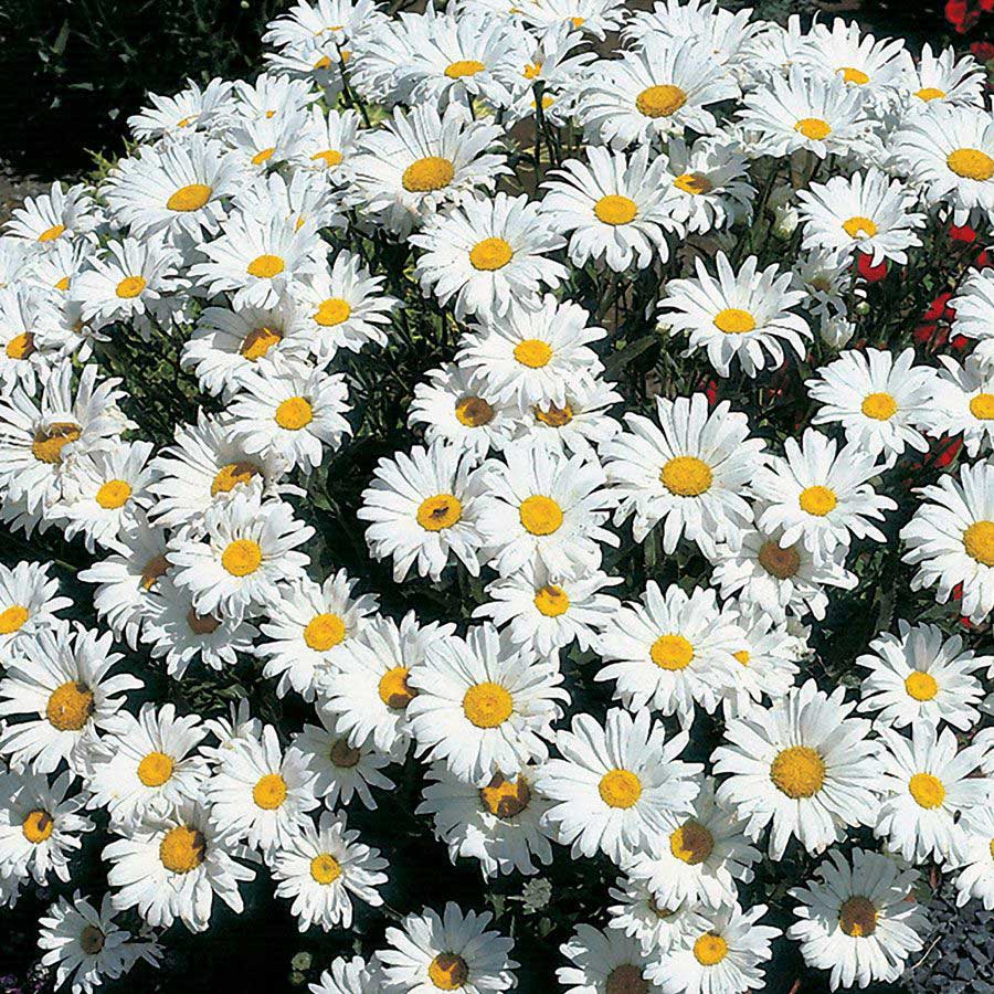 Shasta Daisies are all-time favorites for the perennial border. The cheery flowers begin to appear in early summer and continue on for several months if faithfully deadheaded.