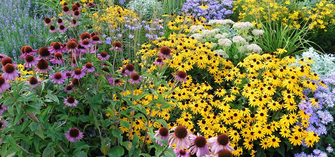 By filling your garden, flower beds and well-decorated backyard with these low-maintenance perennials, you’re guaranteed fresh blooms, beautiful colors and sweet scents every year