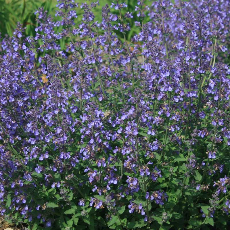  It blooms all summer with spikes of scented, lavender-blue flowers. It has small gray-green leaves that have a minty smell. It is highly adaptable to most garden conditions and a choice plant for attracting pollinators. 