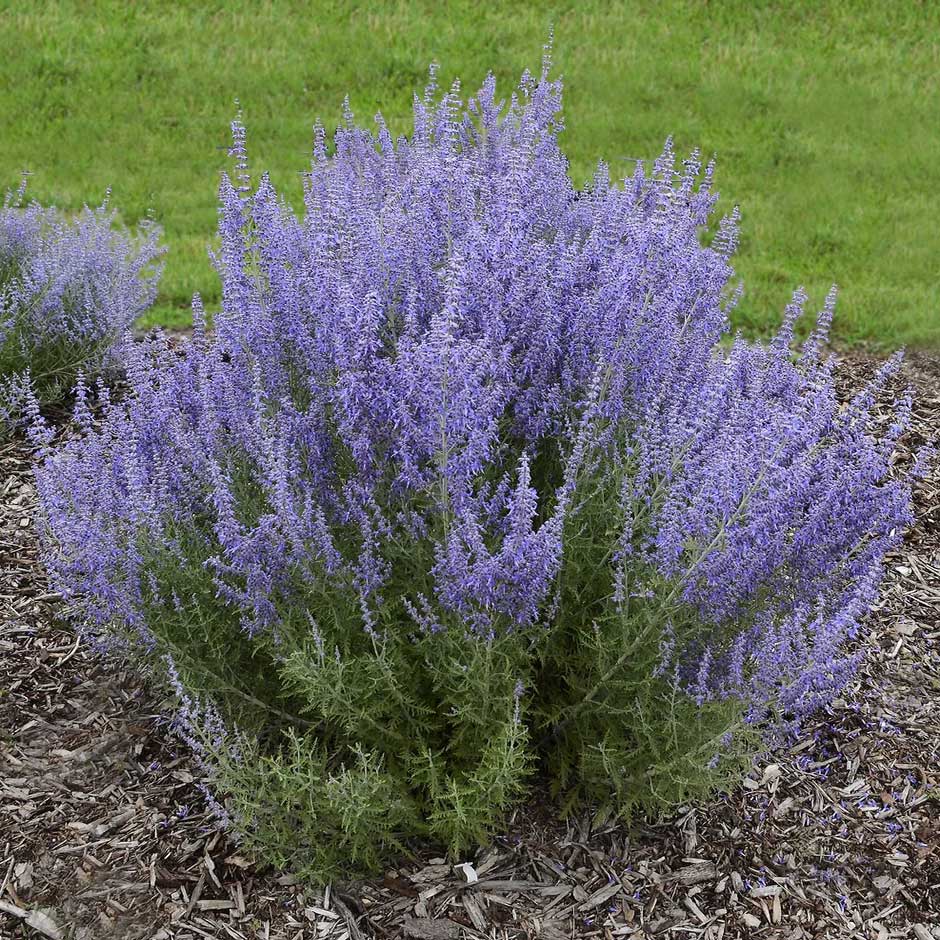 Russian sage, Perovskia atriplicifolia, is a handsome sub-shrub that reaches its peak performance towards the end of summer and into early autumn, when it produces masses of lavender-coloured flowers held on branching, aromatic stems.