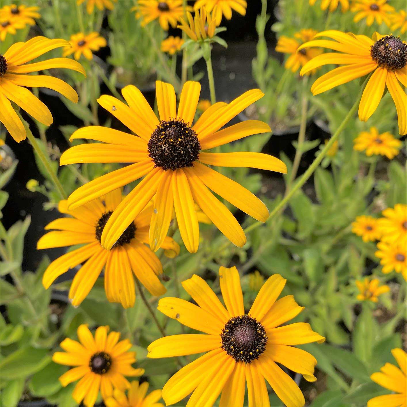 Striking summer flowers are beloved for their golden orange rays and chocolate brown cones. Butterflies flock to the blooms and songbirds relish the seeds in sunny sites with average soil.
