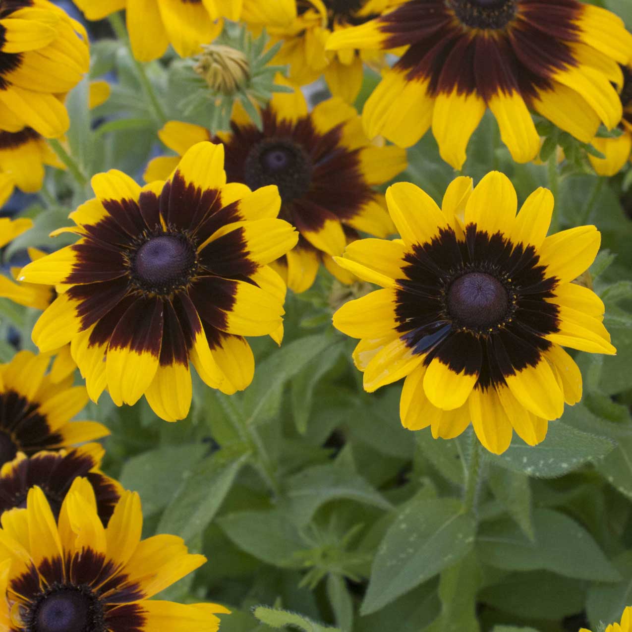 Rudbeckia 'Denver Daisy' A compact black-eyed Susan with huge blooms, up to 4 inches 
