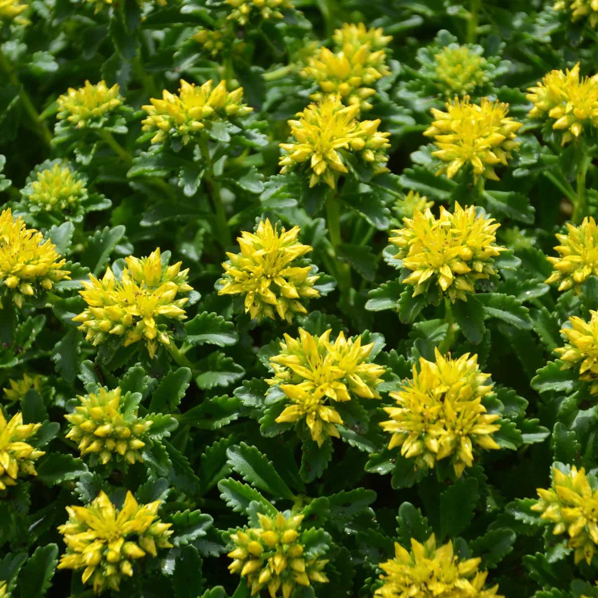 'Little Miss Sunshine' is prized for its incredibly dark green, glossy foliage, compact size, and tidiness in the landscape. From early to midsummer, tiny clusters of yellow flowers cover the polished habit. 