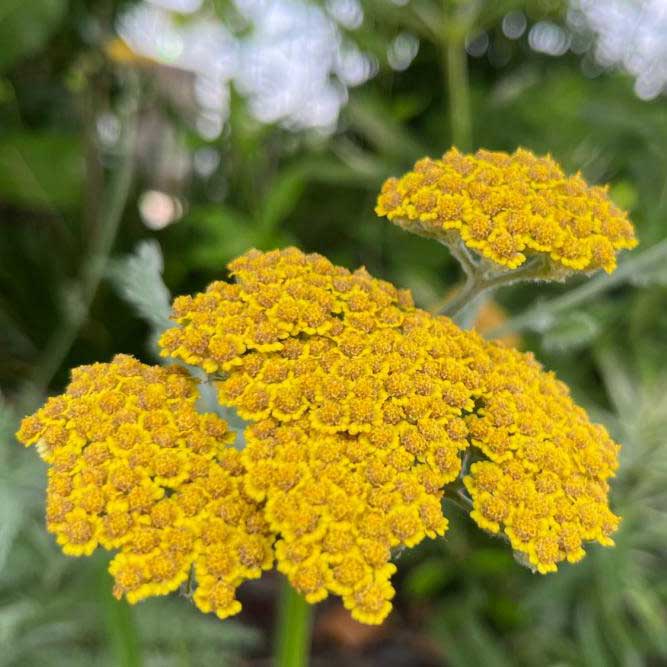 An attractive, hardy perennial, yarrow can reach about 3 feet in height. Its aromatic, fine, feathery-cut leaves give the plant a soft, fern-like appearance.