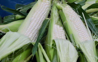 Fresh local sweet corn in the farmer's market at Goffle Brook Farms