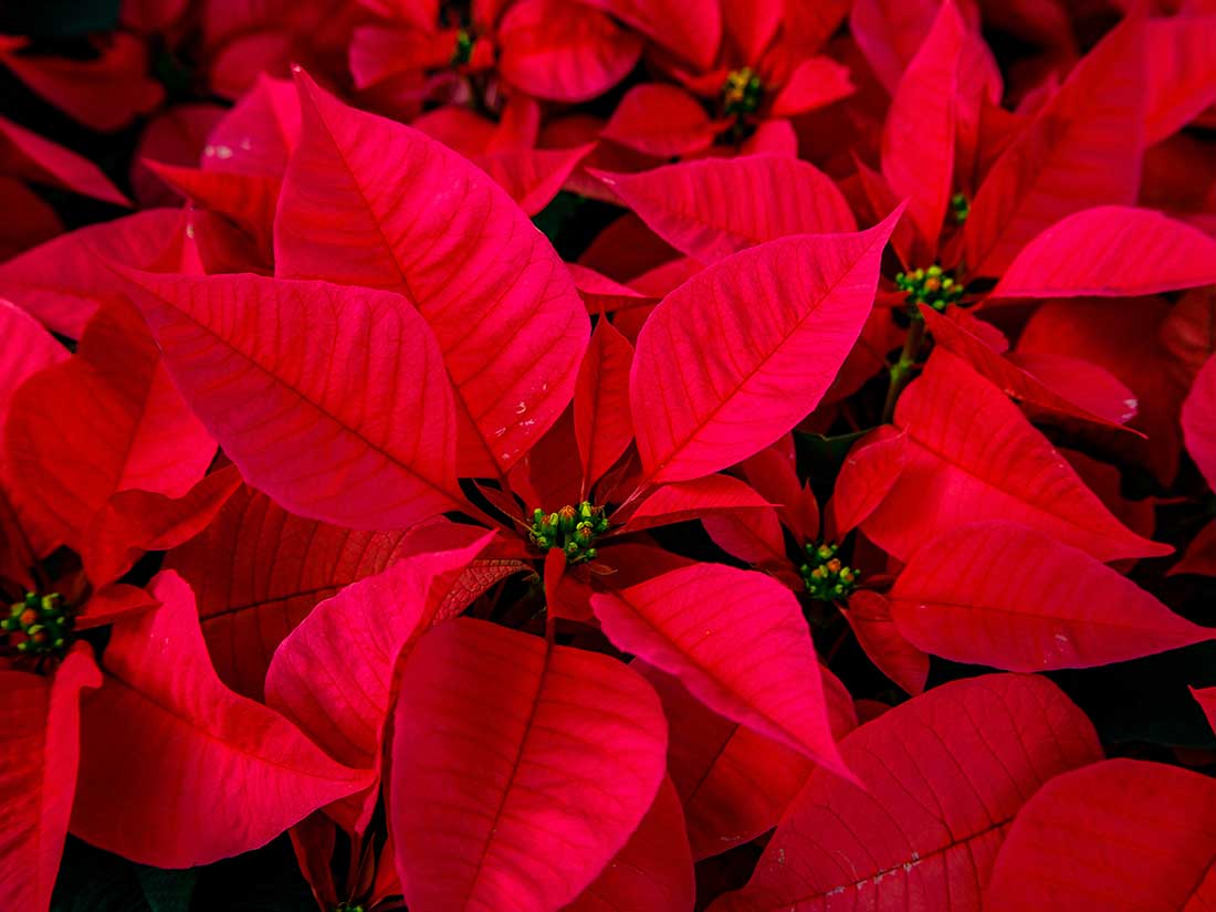 Poinsettia are an easy, inexpensive way to add classic Christmas decor into any home with very little effort