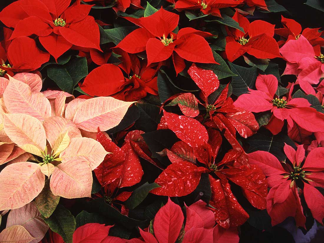 There are many ways to get creative when decorating around the holidays, and using poinsettia is just one great way to do so during the holiday season.