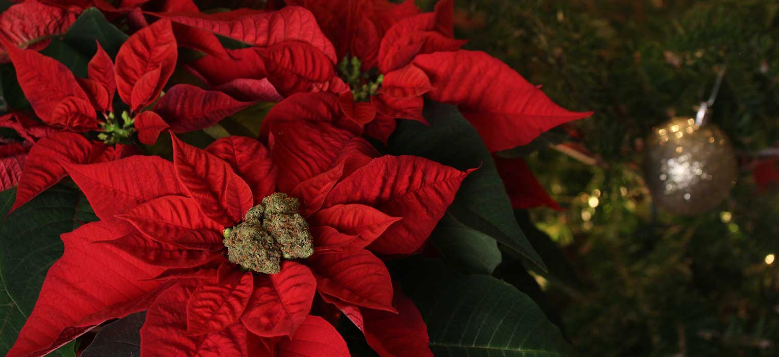 Christmas and Holiday Poinsettias at Goffle Brook Farms