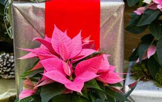 Poinsettia accenting Holiday Gift