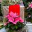 Poinsettia accenting Holiday Gift