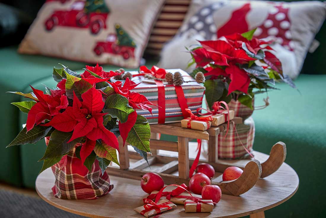 Poinsettia with sleigh decor and Christmas Gift Decor