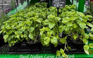 This culinary herb is a sweeter pesto type basil with high yields in the garden.