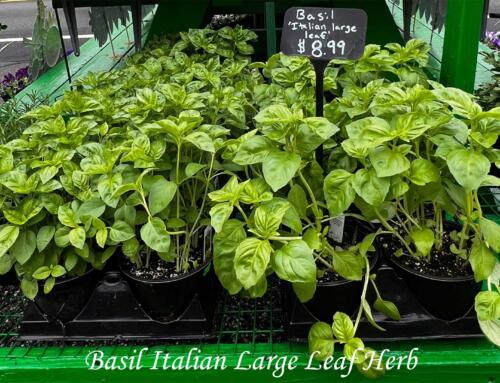 Basil Italian Large Leaf
