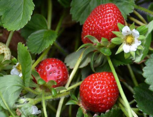 Growing Everbearing Strawberries