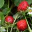 The everbearing strawberry plant is perfect for strawberry lovers—it bears fruit two to three times per year, giving you plenty of strawberries for recipes like strawberry smoothies and strawberry shortcake.