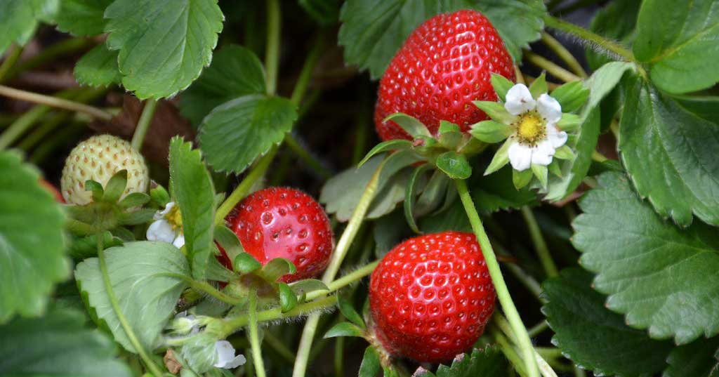 The everbearing strawberry plant is perfect for strawberry lovers—it bears fruit two to three times per year, giving you plenty of strawberries for recipes like strawberry smoothies and strawberry shortcake. 