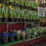 Potted Hyacinth and Daffodils on sale at Goffle Brook Farms