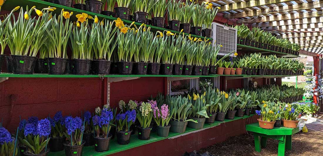 Potted Hyacinth and Daffodils on sale at Goffle Brook Farms