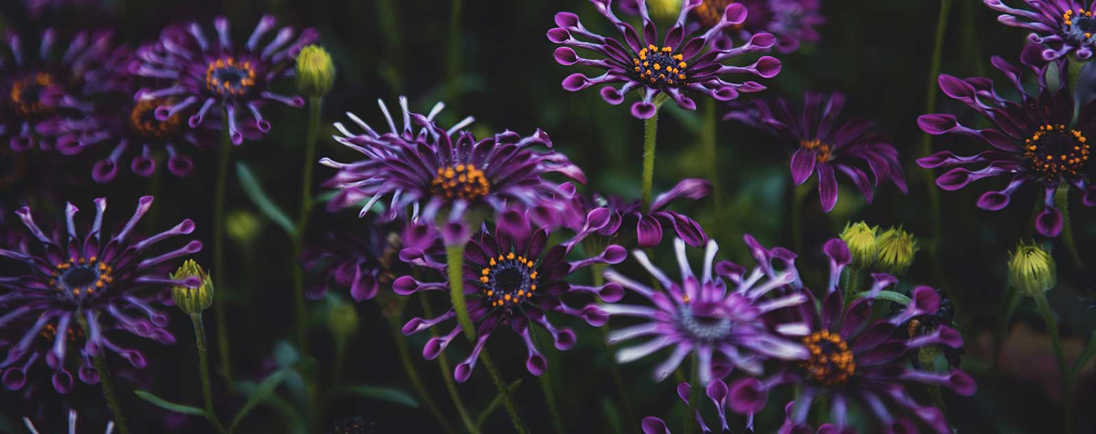 Spider Purple has dark purple flowers with an unusual petals shapd like spoons that profusely bloom from spring until fall, giving you long-lasting splashes of vibrant color in any garden.