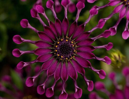 Looking For A Stunning Mother’s Day Gift? Try Osteospermum Spider Purple