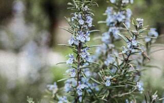 Its growth habit features slender, needle-like, grayish-green leaves on upright erect woody stem which put forth clusters of small, blue, lavender, or white flowers that appear in late spring thru early summer