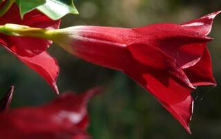 Bold and showy, mandevilla definitely makes a dramatic statement in landscapes and container gardens. This tropical vine bears a nonstop supply of large, trumpet-shaped blooms in shades of red, pink, and white.